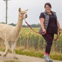 lady walking alpaca